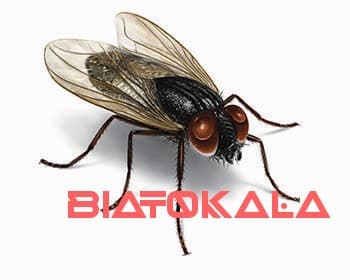 دور کردن مگس ها از خانه